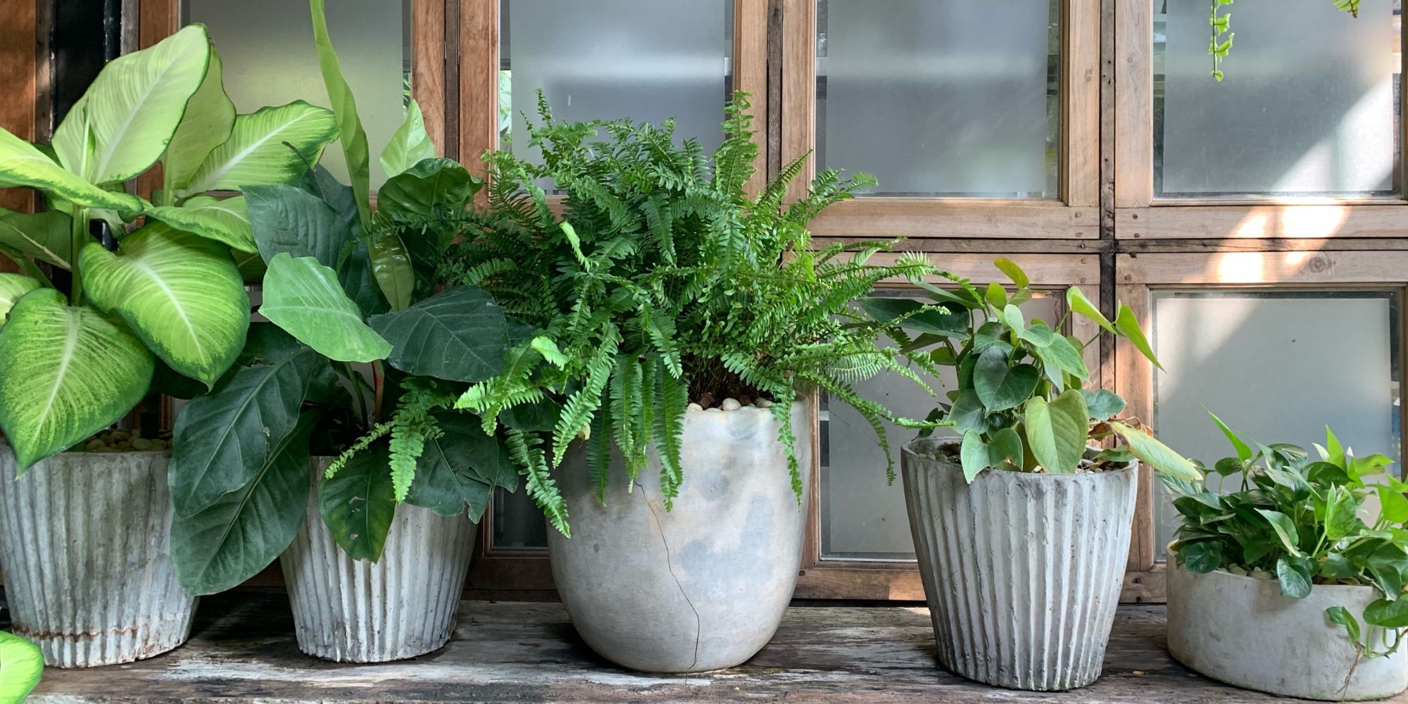 Plantes vertes en pot devant une fenêtre